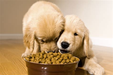  If you have multiple dogs, keep an eye on them while eating and prevent any food sharing to ensure the right pup gets the right amount of CBD